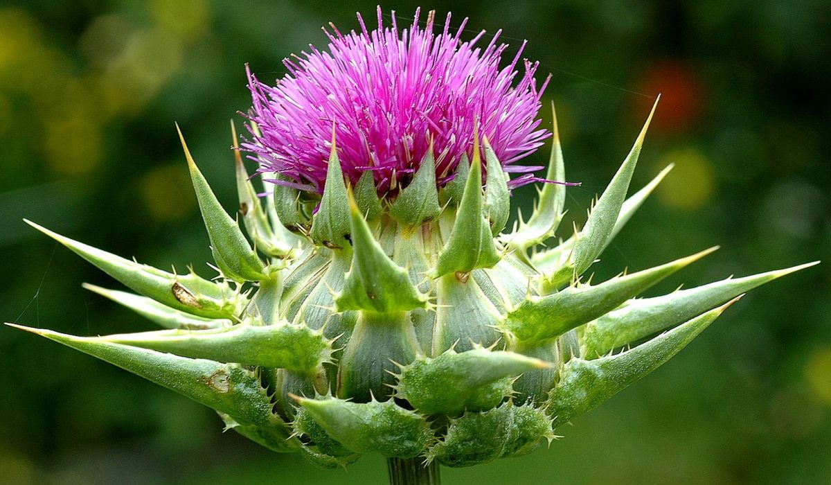 Mariendistel – eine beeindruckende Heilpflanze